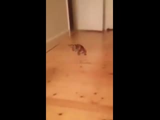 Коте нравится кататься