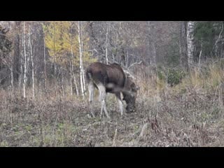 Неожиданная встреча в нац парке зюраткуль