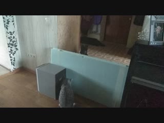 Vid 20190112 133425 mp4