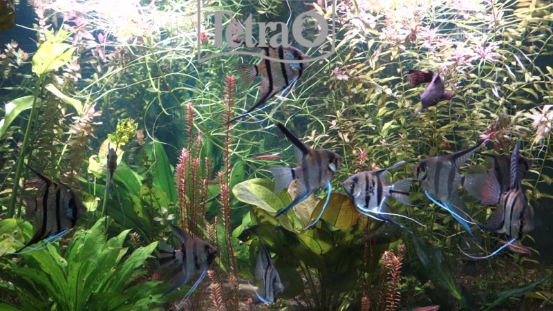 Великолепные скалярии!