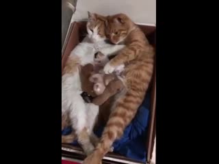 “hanging out with the wife and porn” not mine (noc) reposting because we could use this