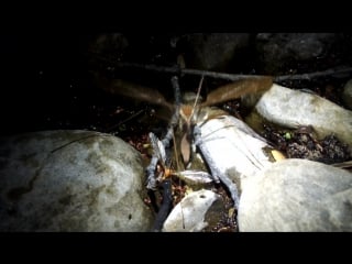 Самка гигантской долгоножки откладывает яйца в ручей)