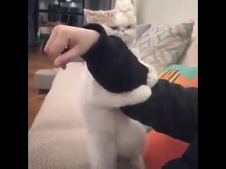 Fucking tiger kidnaps innocent human