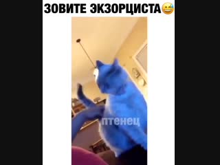 Кайфарик🤣