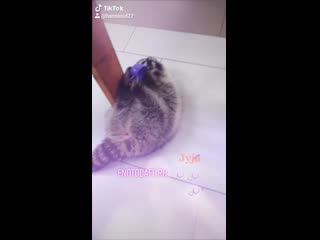 Жужа развлекается енотокафе life