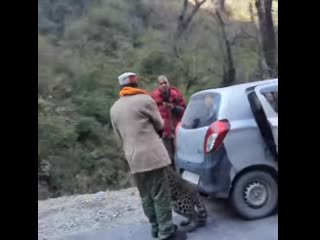 A wild leopard in himachal pradesh (india) casually approached a group of bystanders and exhibited playful behaviour #2