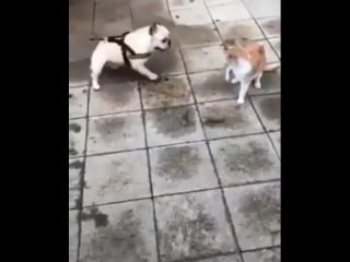 Караул, убивают! (vhs video)