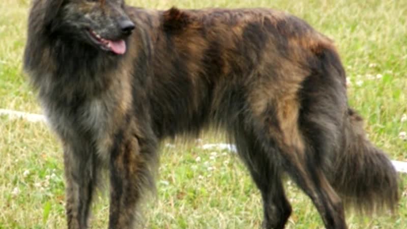 Голландская овчарка хердер описание породы