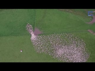 Гипнотизирующее стадо овец