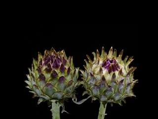 Artichoke buds are only edible for so long once the buds bloom the structure changes to a coarse barely edible form sprouting a