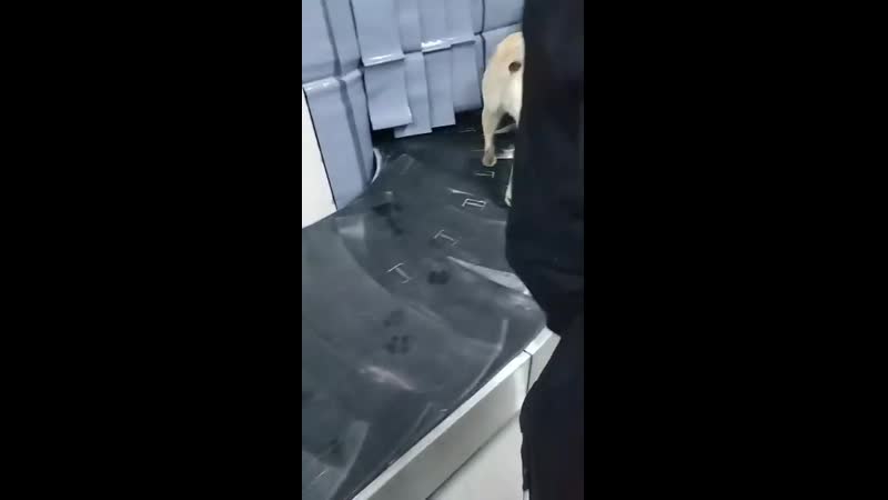 Кинологи в аэропорту города минеральные воды очень аккуратно проверяют багаж