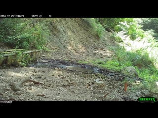 Bobcat predation on tejon ranch