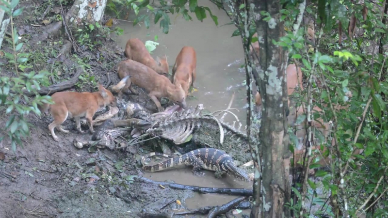 Полосатый варан и красные волки борются за тушу гаура (wild dogs vs water monitor for a gaur corpse)