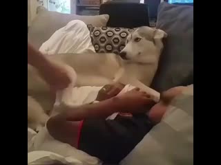 Best animals1 20200502 001829 0 mp4