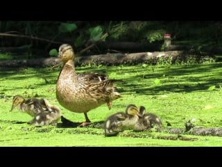 Утка чирок свистунок с утятами european teal with ducklings