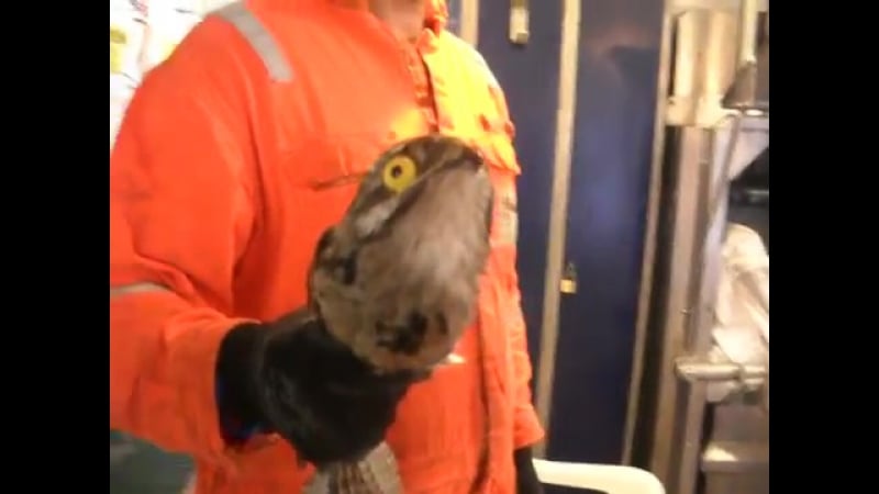 Исполинский козодой всегда в ужасе