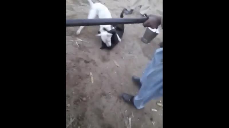 Дядя на ферме пытается вмешаться в собачий бой