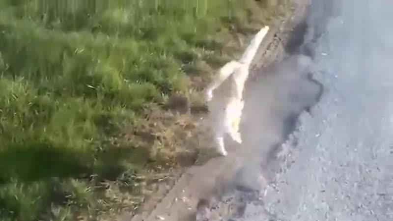 Бедная киса, сломаны лапки