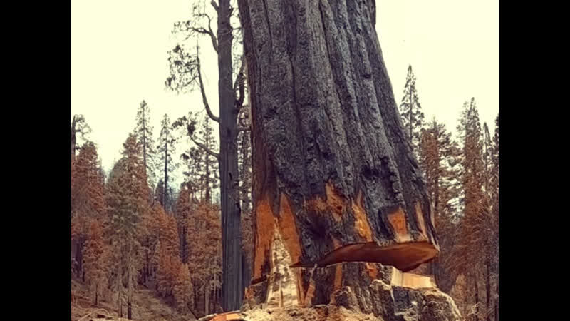 Нарушил тишину