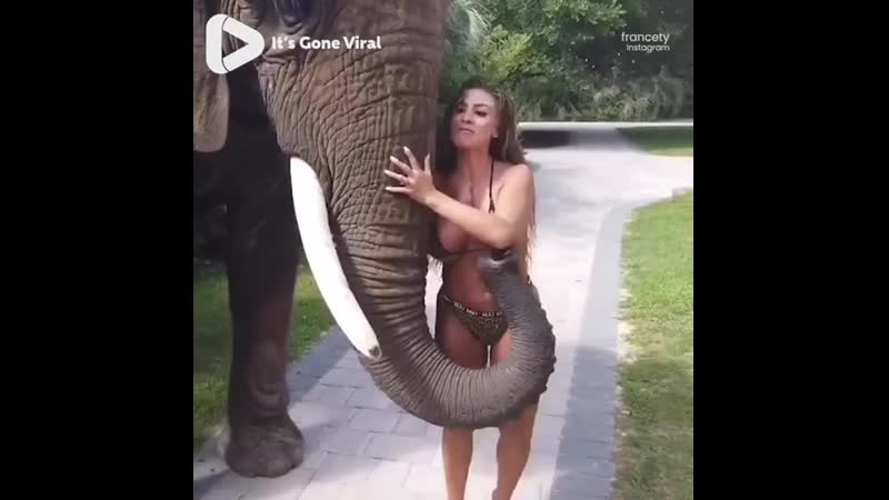 Слон и сиськи