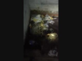 Videocompress 071 video a0cbf498a7e29bf5aab168a664f2d89c v