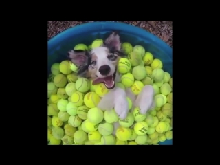 Любитель мячиков )