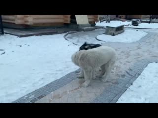 Выпускник питомника тимерташ гранд при (тюмень) 4 месяца сын жаси и хазара вопросы по +79048881825 viber whatsapp или на www