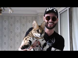 Афоня tv кот gucci и лев уничтожили мне квартиру! как дальше жить