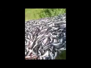 Кто то рыбу потерял mp4