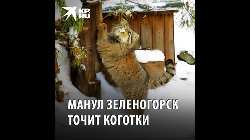 Манул зеленогорск любит точить коготки