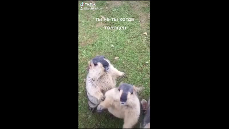 Барсуки просят есть