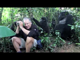 A group of curious young wild mountain gorillas, closely guarded by a silverback, investigate a wildlife photographer