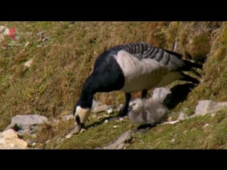 Дэвид аттенборо загадки природы 2 й сезон 10 я серия чудесное появление / david attenborough's natural curiosities (2014)