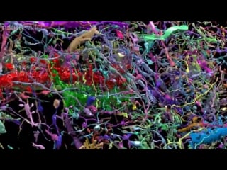 Neuroscience crammed with connections