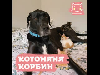 Огромный немецкий дог нянчит крошечных котят