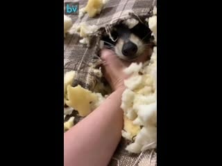 Енот делает логово в диване