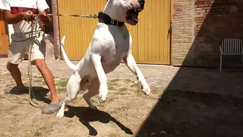 Varro e attius, 2 mesi cuccioli dogo argentino [#аргентинскийдог]