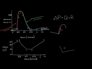 Динамика объёма левого желудочка