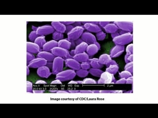 Micro 5 other gram positive bacteria