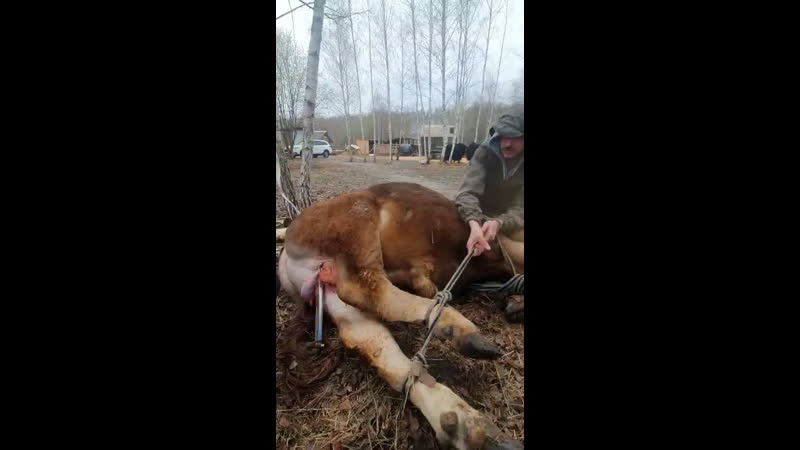 Быков porn video – #кастрация быков