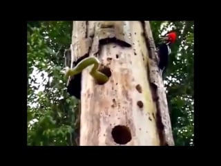 Дятел нарвался на огромного червя тролят все!