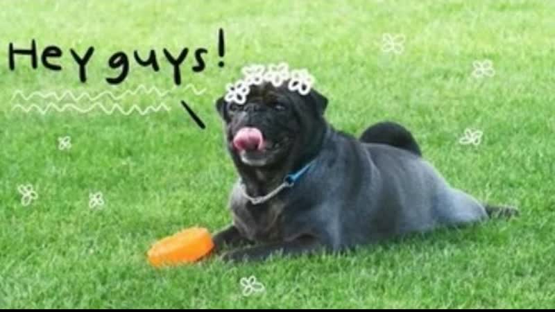 Pugs at the beach pugs at the park apr 4, 2017 / marzia