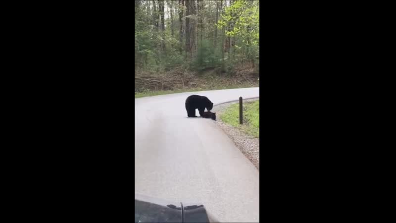 Redditsave com black bear making sure all her cubs cross the vzg93ykg1ij61