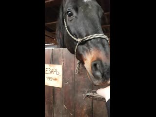 Частная конюшня идальго,в конюшне