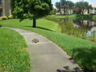 Кто сказал что черепахи медленные прикол! who said that turtles are slow joke!