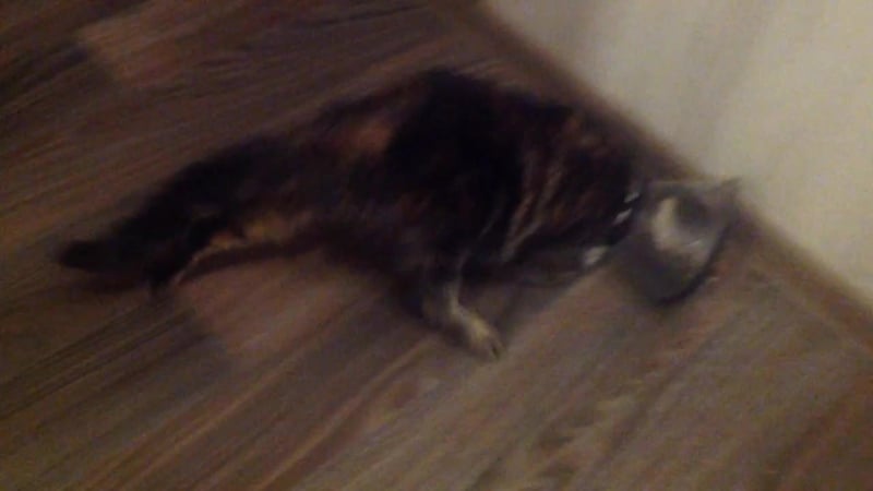 В основном глаша старается лежать, но сегодня решила немного походить