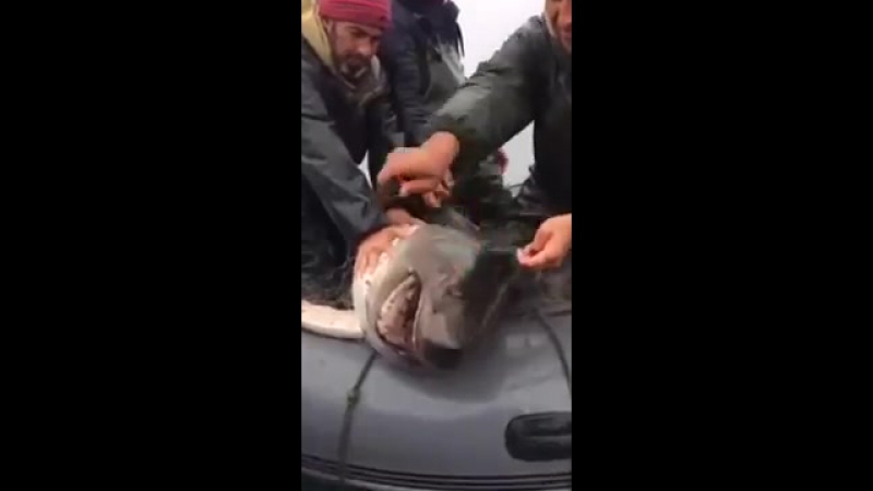 ✔ особое мнение дагестанские рыбаки выловили в море акулу и вырубили её битой