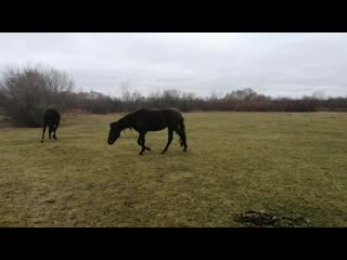 Vid 20201101 125212 mp4