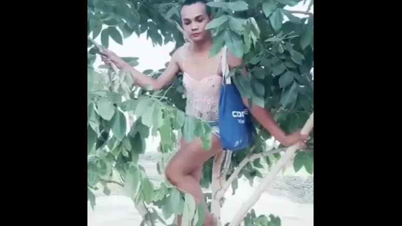 Ледибой на дереве таиланд