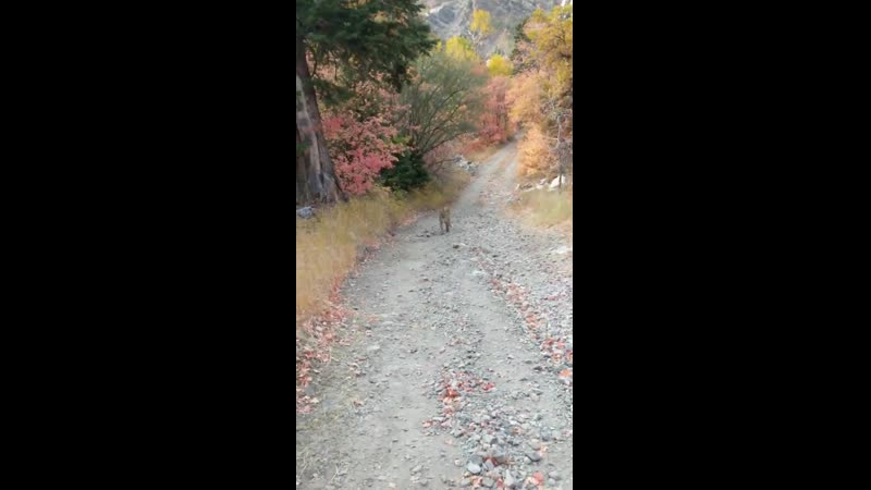 Американець 6 хвилин тікав від пуми